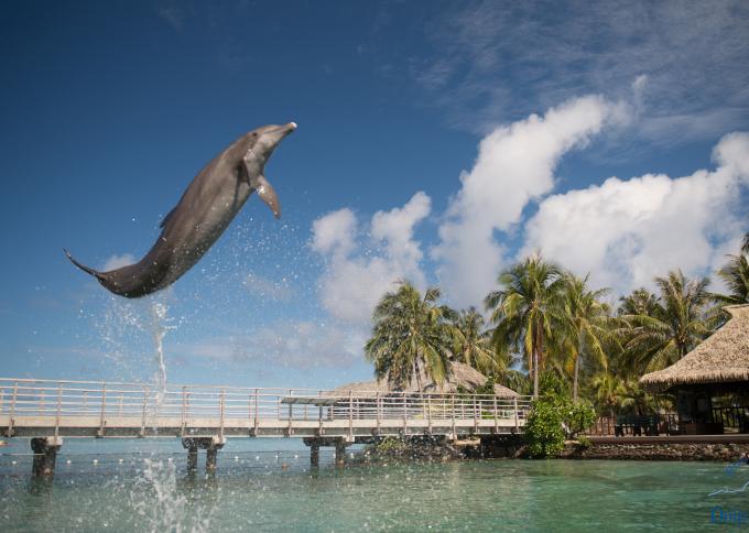 Bliskie spotkanie z delfinami na Moorea